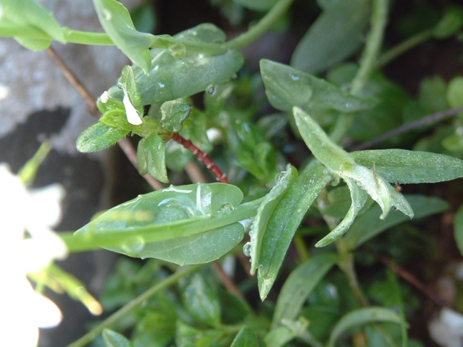 da determinare 2 - Thlaspi sp.